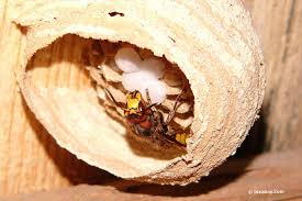 Zwei dinge sollte man vermeiden. Hornissen Im Rolladenkasten Was Tun Bei Einem Hornissennest Im Haus