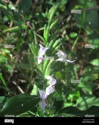 Image result for Hypoestes forskaolii
