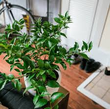 Grow key limes indoors and outdoors in containers. Key Lime Tree This Company Delivers Mini Citrus Trees To Your Doorstep So We Ll Take 1 Of Each Popsugar Home Photo 3