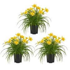 Check spelling or type a new query. Full Sun Perennials Garden Flowers The Home Depot