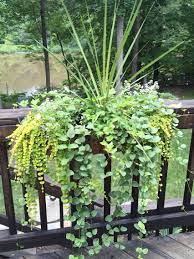 Pin On Garden Window Boxes And Containers