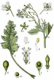 Image result for Crambe hispanica