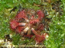 Image result for Drosera burkeana
