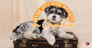 L'industriel et parlementaire olivier dassault tué dans un accident à 69 ans. Voyager Avec Chien Ou Autre Animal Angleterre Guide 2019