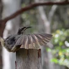 Bird Of Paradise Mating Dance Gif Pin On صورا نادرة