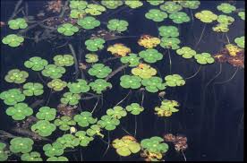 Image result for Marsilea nubica