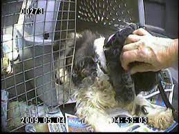 All dogs will be spayed or neutered prior to adoption. Ohio Puppy Mills Youtube