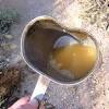 Learn how to forage and eat a cactus. Https Encrypted Tbn0 Gstatic Com Images Q Tbn And9gcqm0we1 Umatj4px7rsd9v Fyeqtrsjzrhgrkdjgr Lkvsye1ts Usqp Cau
