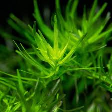 Image result for Rotala filiformis