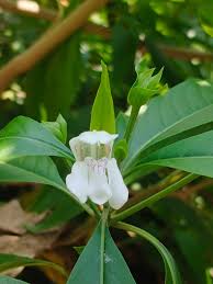 Image result for Psiadia punctulata