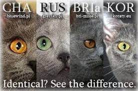 What makes the russian blue more than any other grey cat? the many years of selective breeding and careful registration of ancestry via pedigrees allowing. Differents Between Blue Cats Chartreux Russian Blue British Shorthair Korat Russian Blue Russian Blue Cat Blue Cats