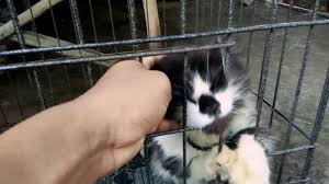 Harga kucing anggora perbedaan kucing anggora dan persia cara merawat kucing anggora jual anak murah makanan beda kucing anggora dan persia jenis k kucing hitam. Kucing Persia Hitam Putih Youtube