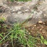 Image result for Cyperus amauropus