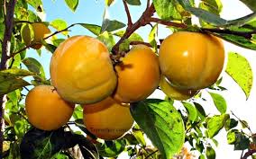 So of course fruit is no exception! Smartme Unrooted 3 Cuttings Of Japanese Persimmon Trees Fuyugak Tasty Fruit Trees Patio Lawn Garden Plants Seeds Bulbs Urbytus Com