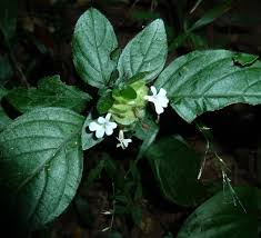 Image result for Phaulopsis imbricata