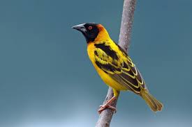 The nests up can be as large as 25 feet wide, 5 feet high, weighing over one ton, and with an individual room for every couple. Village Weaver Wikipedia