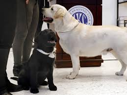 Most of our mastador puppies are 2nd or 3rd generation (both parents are mastadors) 5/8 english mastiff and 3/8 lab for that perfect mastador mix. Labrador Retriever Most Pup Ular U S Dog Breed For 28th Year The Spokesman Review