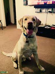 2 Year Old Yellow Lab Stud Dog Flagstaff Az Breed Your Dog