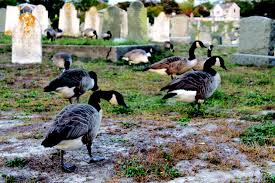 A comprehensive guide on how to keep these troublesome birds away from your beloved pond! Researchers Worry More About Geese Grazing Than Pooping The Provincetown Independent