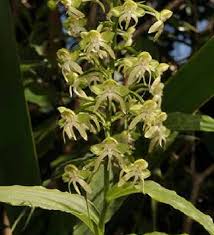 Image result for Habenaria clavata