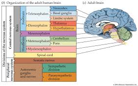 Quiz 2 Physiology And Pharm At Saint Mary S University Of Minnesota Studyblue Limbic System Basal Ganglia Sympathetic System