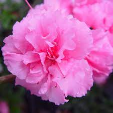 Bloom A Thon Pink Double Reblooming Azalea Rhododendron X Hardy Hydrangea Pink And White Flowers Rhododendron Plant