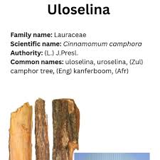 Image result for Sphedamnocarpus pruriens