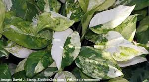 This plant comes in colors from dark green to silver, and red. Aglaonema Care How To Grow Chinese Evergreen