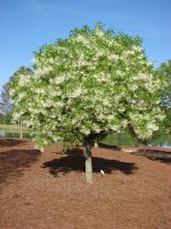 Image result for Chionanthus