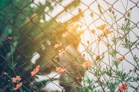 A wide variety of artificial fence covering plants options are available to you, such as use, feature, and pattern. 7 Climbing Vines To Cover Up Your Ugly Fencing Architectural Digest