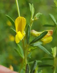 Image result for Melolobium