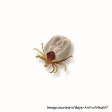 Removing fleas & ticks from hedgehog compilation.rescue a poor hedgehog Risk Of Ticks To Pets In Sutherland Shire Cronulla Vet