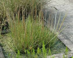 Image result for Juncaginaceae