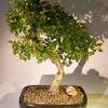 The tree will reward you with a year round interest of spectacular colorful foliage and sweet fruit. 1