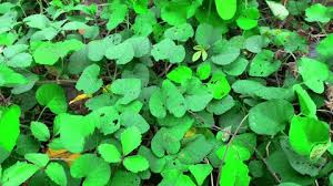 Image result for Cissampelos mucronata