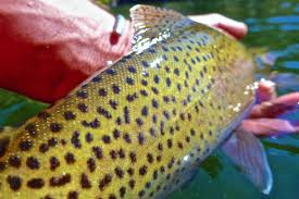 How do i unlock salmon run? Species Of Fish In The Middle Fork Salmon River How To Id