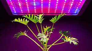 There are three major categories of artificial lights that can be suitable for growing plants in the absence or deficit of light to reach the goal of also, instead of focusing on the watts, you should focus on the lumens of the artificial lights you opt for. The 13 Best Houseplants For Growing Under Artificial Light