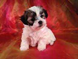 Zuchon puppies for sale in florida. Teddy Bear Shih Tzu Bichon Breeder With Puppies For Sale Shipping To Pa Ma Md Fl Ca Nj Dc Nh Me And Many More States For Only 200