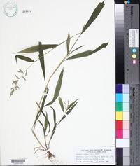 Image result for Setaria kagerensis