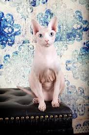 Pin On Sphynx