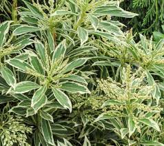 We did not find results for: Flaming Silver Pieris Japonica New Life Nursery