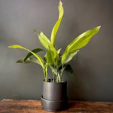 Image result for Aspidistra