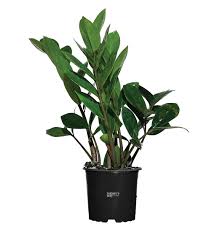Image result for Zamiokulkas Zamioculcas