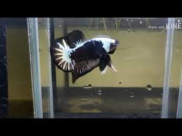 Specimens of this fish boast a variable mix of metallic black and. Cupang Black Samurai Samurai Betta Fish Competition Grade Youtube