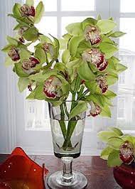 Green Cymbidium Orchids My Fave Flowers Cymbidium Orchids Beautiful Orchids Orchids
