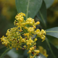 Image result for Psychotria capensis