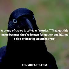 Visit Www Lettrendy Com To See More Will Inc Your Health How To Learnenglish Create Your Diy Speak English Engli Crow Facts Fun Facts Crow