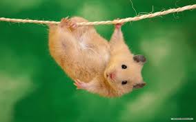 Cute Animal Desktop Wallpapers Top Free Cute Animal Desktop Backgrounds Wallpaperaccess