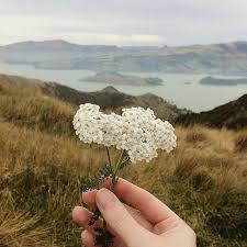 Always Half Strange Yarrow Flower Yarrow Plant Flowers