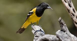Birds Of The Southwest Desert The Brilliant Yellow And Black Scott S Oriole Is A Bird Of Desert Hillsides Rocksprings Tx Backyard Birds Merlin Bird Bird